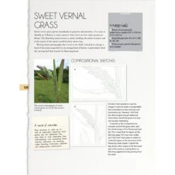 Botanical Drawing - P. Brown -Painting Supplies Botanical3