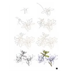 Draw 100: Flowers - J. Whittle & P. Brown -Painting Supplies Draw 100 Flowers 4