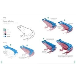 Paint 50: Watercolour Animals - M. Bakasova -Painting Supplies Paint 50 Animals 3